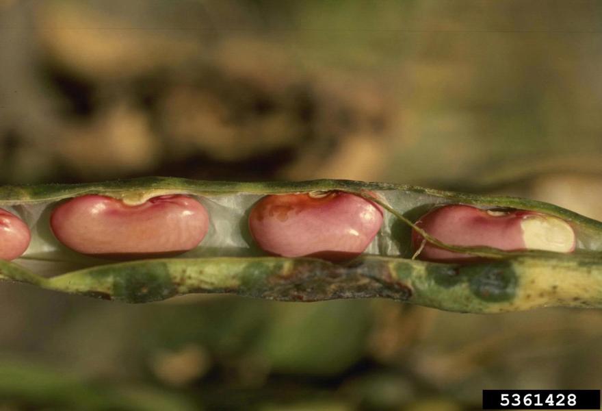 Lesions on seed and pod