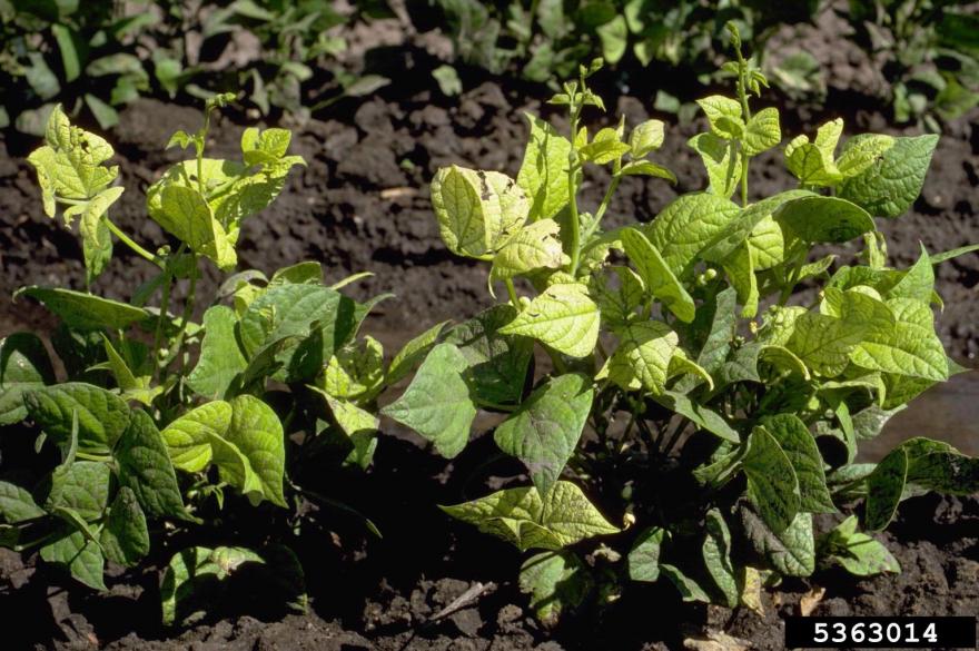 Nutrient deficiency on common bean resulting in yellow leaves