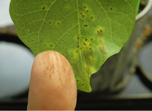 Finger showing spores after rubbing leaf